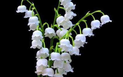 Flower of the Month – May Lily of the Valley