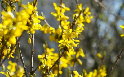 Forsooth, Forsythia!