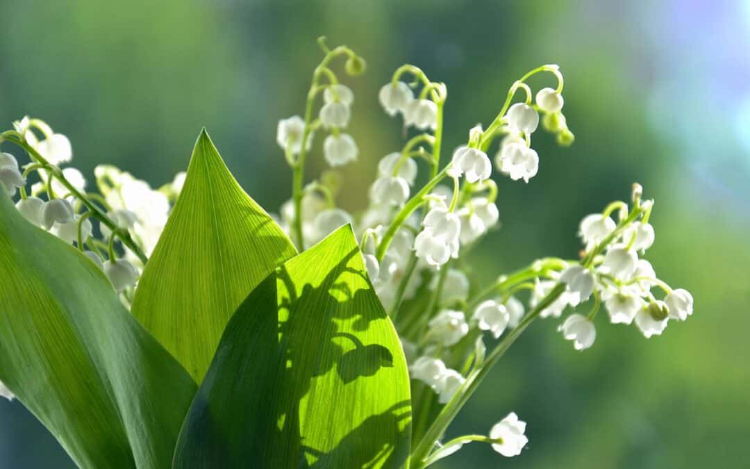 May’s Flower of the Month is Lily of the Valley