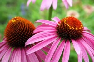 Herbaceous perennials