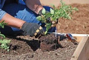 Planting