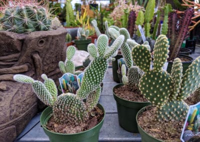 opuntia-cactus
