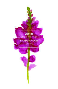 2019 Year of the Snapdragon
