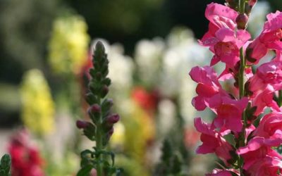 2019 Year of the Snapdragon!