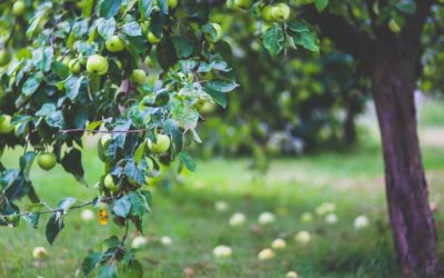 Caring for Backyard Fruit Trees