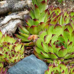 Hen and Chicks