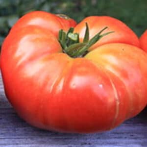 beefmaster-tomato