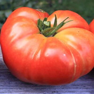 beefmaster-tomato