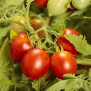 tempting-tomatoes-garden-gem
