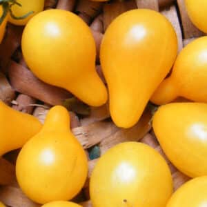 yellow-pear-tomato