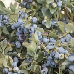 bountiful-blue-blueberries