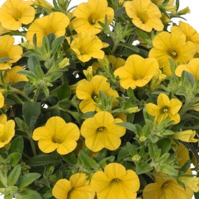 aloha-canary-yellow-calibrachoa