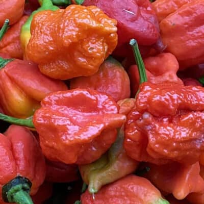 carolina-reaper-pepper