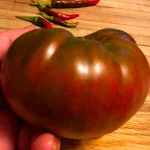 cherokee-purple-tomato