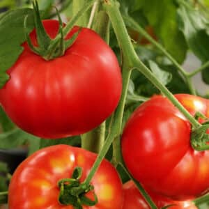 early-girl-tomato