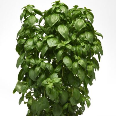 emerald-towers-everleaf-sweet-basil