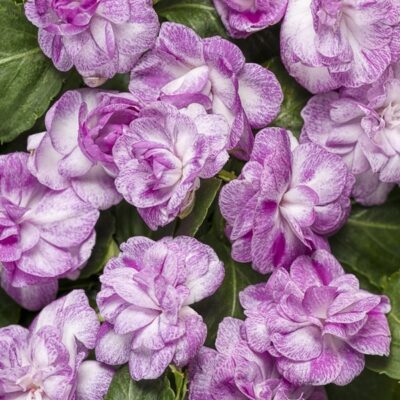 rockapulco-wisteria-double-impatiens