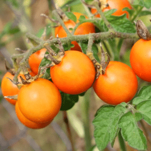 sunsugar-tomato