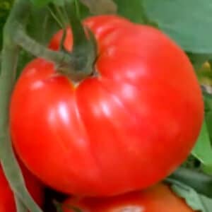 super-fantastic-tomato