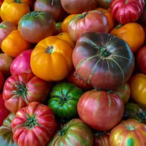 rainbow-blend-tomato