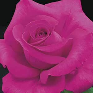 all-my-loving-rose