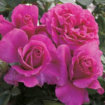 Pretty Lady Rose