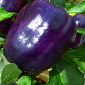 Purple Beauty Pepper