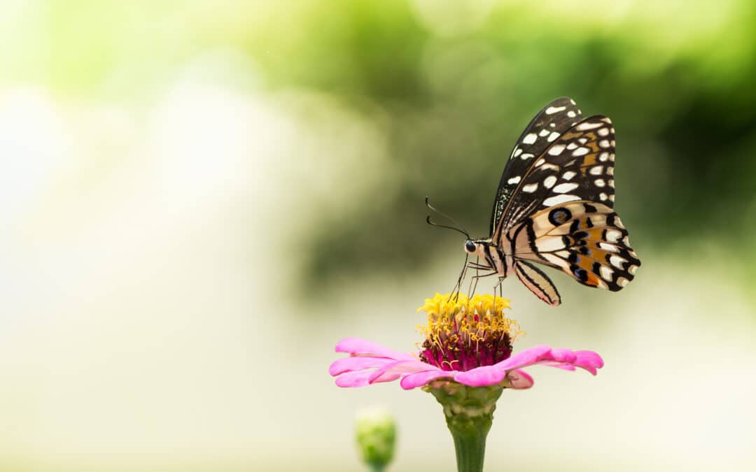 What Is the Difference Between an Annual, a Perennial, and a Biennial?