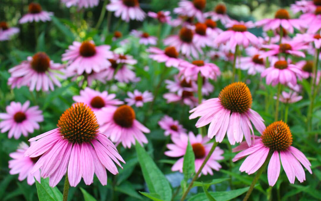 Coneflowers