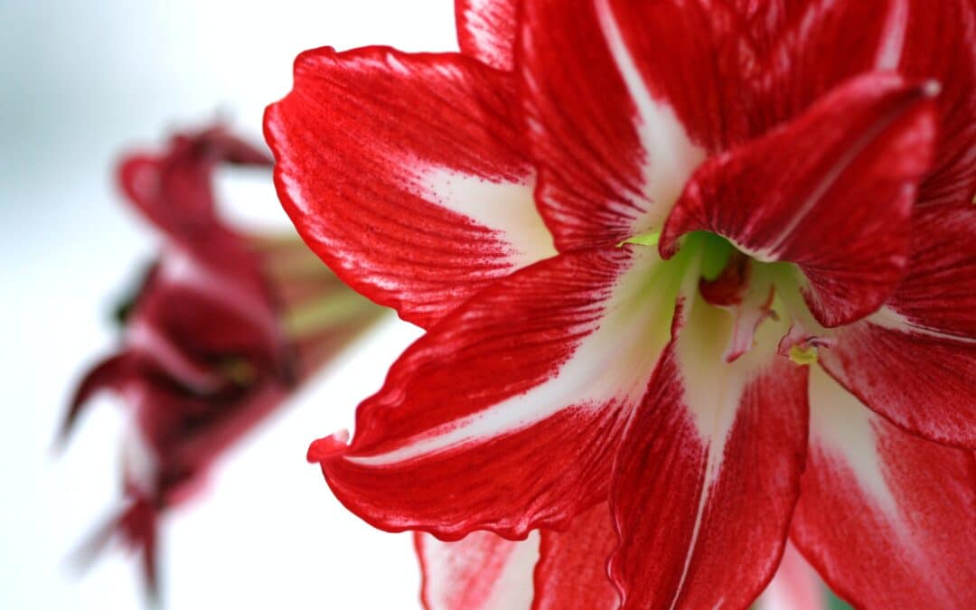 All About Amaryllis