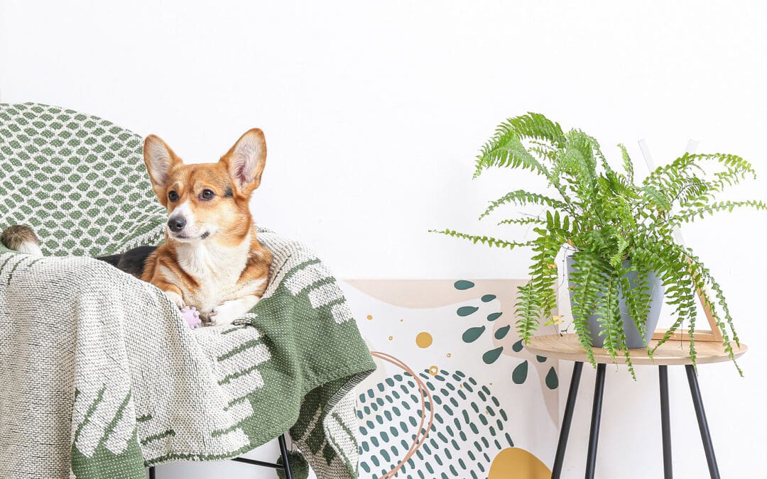 corgi and boston fern