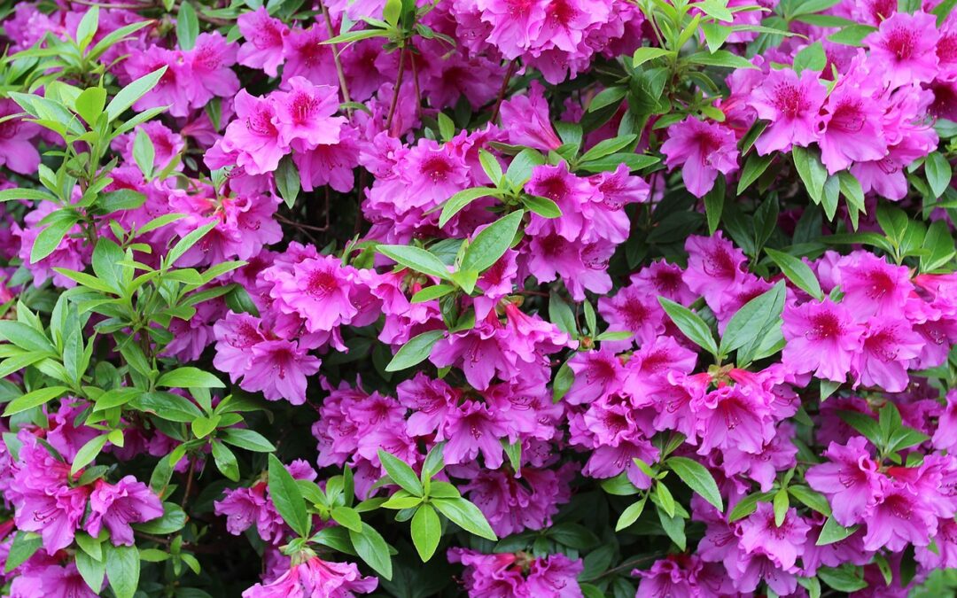 azaleas