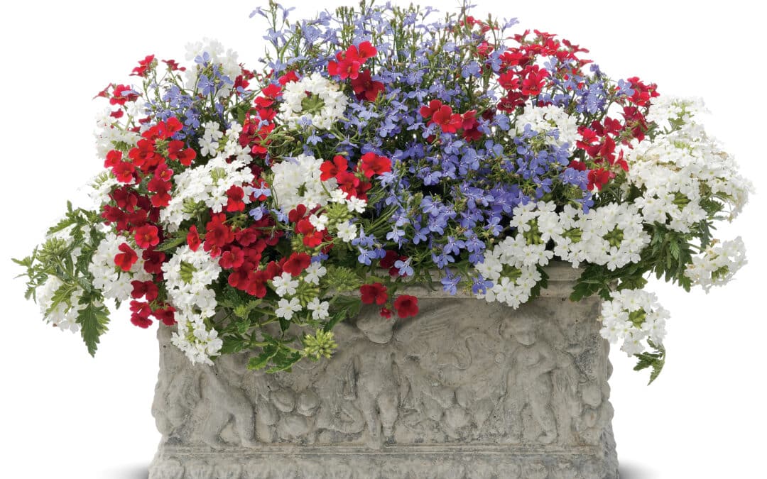 Patriotic Combo Planter