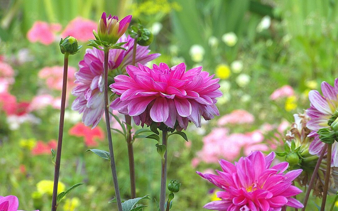 Perennials for the Cutting Garden