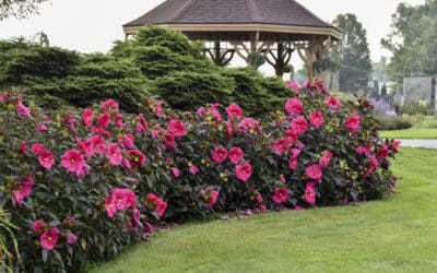 Shrubs for Summer Color