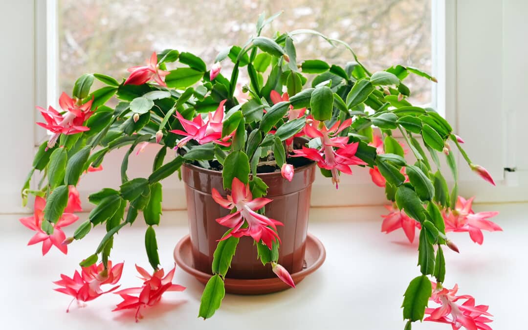 christmas cactus