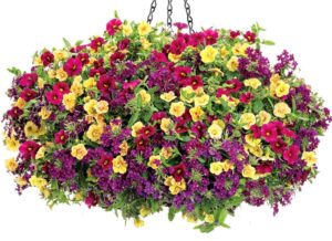 bayberry_hanging_basket