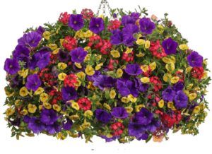 berrylicious-hanging-basket