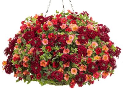 glam_bam_hanging_basket