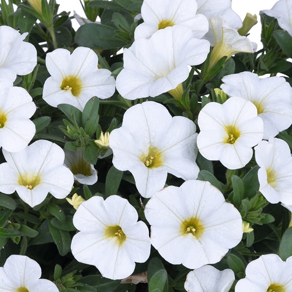 Aloha Nani | White Calibrachoa | Beaver Bark Gift & Garden Center