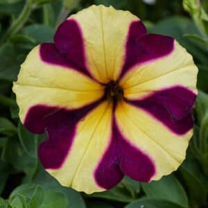amore-heart-and-soul-petunia