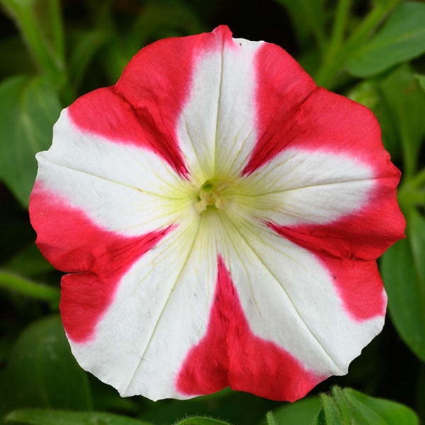 Amore® | King Of Hearts Petunia | Beaver Bark Gift & Garden Center