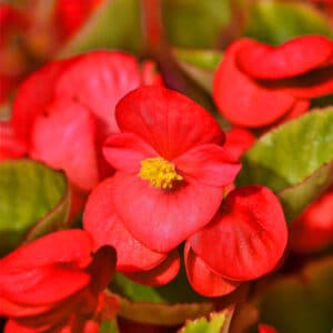 big-begonia-red-with-green-leaves