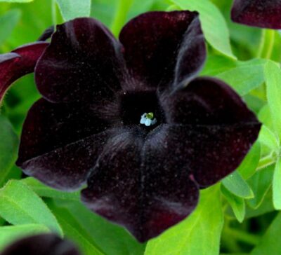 black-ray-petunia