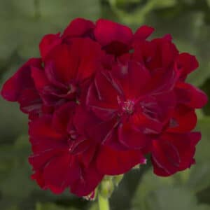 calliope-large-burgundy-geranium