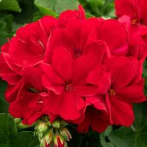 calliope-large-dark-red-geranium