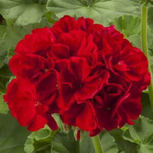 calliope-large-red-geranium