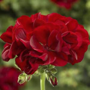calliope-med-dark-red-geranium