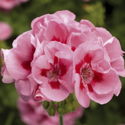 Calliope® | Medium Pink Flame Geranium | Beaver Bark Gift & Garden Center