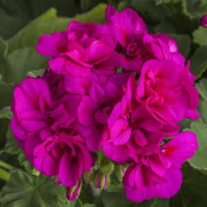 calliope-medium-violet-geranium